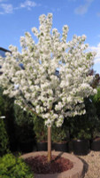 Spring Snow Crabapple made by here at Twin Oaks Nursery & Supply