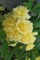 Lady Banks' Rose made by here at Twin Oaks Nursery & Supply
