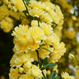 Lady Banks' Rose