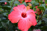 Painted Lady Tropical Hibiscus made by here at Twin Oaks Nursery & Supply