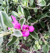 Silver Star Texas Sage made by here at Twin Oaks Nursery & Supply