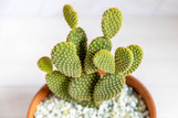 Yellow Bunny Ears Cactus Opuntia