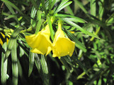 Yellow Oleander made by here at Twin Oaks Nursery & Supply