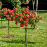 Rose - Knock Out - Patio Tree