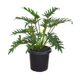 Philodendron Xanadu - 3 Gallon