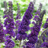 Black Knight Butterfly Bush made by here at Twin Oaks Nursery & Supply