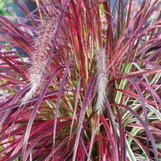 Fireworks Fountain Grass made by here at Twin Oaks Nursery & Supply
