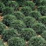 Dwarf Mondo Full Flat 18ct made by here at Twin Oaks Nursery & Supply