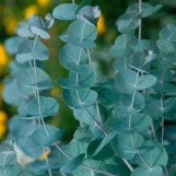 Eucalyptus - Assorted Varieties made by here at Twin Oaks Nursery & Supply