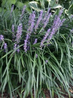 Big or Super Blue Liriope Full Flat 18ct