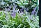 Variegated Liriope Full Flat 18ct made by here at Twin Oaks Nursery & Supply