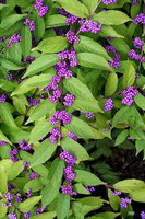 Purple Pride Beautyberry, vibrant purple berries clustered on green leafy shrub Purple Pride Beautyberry, vibrant purple berries clustered on green leafy shrub