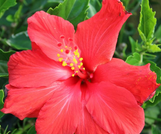 Cecilia Tropical Hibiscus made by here at Twin Oaks Nursery & Supply