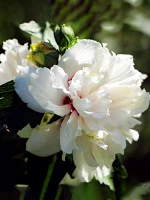 Double White Althea (Rose of Sharon)