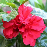 Double Red Althea (Rose of Sharon) made by here at Twin Oaks Nursery & Supply