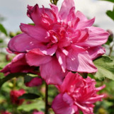 Double Red Althea (Rose of Sharon)