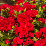 Encore Azalea Autumn Bonfire made by here at Twin Oaks Nursery & Supply