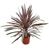 Cordyline "Red Sensation" - 2 Gallon made by here at Twin Oaks Nursery & Supply