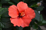 Dark Heart Tropical Hibiscus