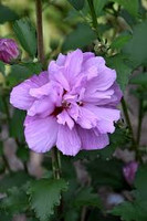Double Purple Althea (Rose of Sharon)