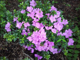 Encore Azalea Autumn Lilac