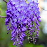 Purple Wisteria - Staked made by here at Twin Oaks Nursery & Supply