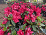 Red Ruffle Azalea made by here at Twin Oaks Nursery & Supply