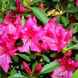 Encore Azalea Autumn Sangria