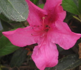 Encore Azalea Autumn Sangria