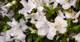 Encore Azalea Autumn Ivory