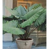 Sumo Elephant Ear - 3 Gallon made by here at Twin Oaks Nursery & Supply