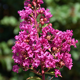 Miss Sandra Crape Myrtle made by here at Twin Oaks Nursery & Supply