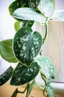 Philodendron Scindapsus