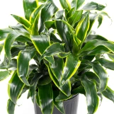 Dracaena Dorado - 8 Inch made by here at Twin Oaks Nursery & Supply