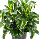 Dracaena Dorado - 8 Inch