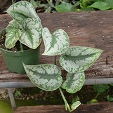 Pothos Silver Satin