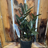 ZZ Super Nova Houseplant