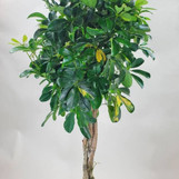 Schefflera Braid