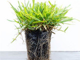 Zoysia Grass Plugs made by here at Twin Oaks Nursery & Supply