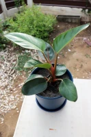 Philodendron Rojo Congo made by here at Twin Oaks Nursery & Supply
