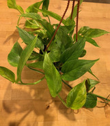 Pothos Neon Queen made by here at Twin Oaks Nursery & Supply