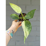 Philodendron Jose Buono Fiesta
