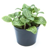 Fittonia - Assorted 4 Inch