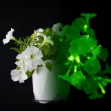 Firefly Glow-in-the-Dark Petunia - Quart made by here at Twin Oaks Nursery & Supply