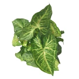 Nephthytis - Assorted - 6 Inch made by here at Twin Oaks Nursery & Supply