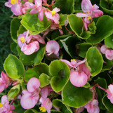 Begonia Full Flat -18 ct made by here at Twin Oaks Nursery & Supply