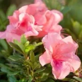Encore Azalea Autumn Coral made by here at Twin Oaks Nursery & Supply