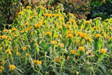 Jerusalem Sage made by here at Twin Oaks Nursery & Supply