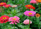 Zinnia Full Flat - 18 ct made by here at Twin Oaks Nursery & Supply