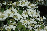 Summer Snowflake Doublefile Viburnum